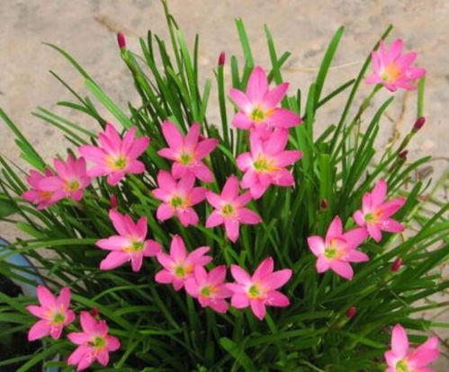 韭菜莲修剪视频,视频教程详解