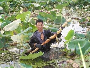 莲藕种植视频,从播种到收获的绿色之旅
