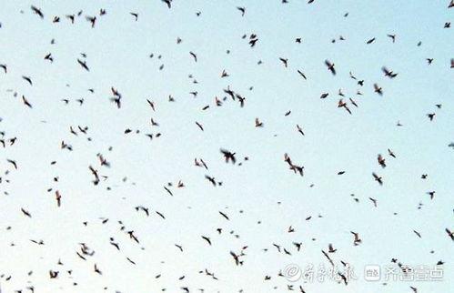 铺鸟视频,揭秘短视频制作背后的创意与技巧